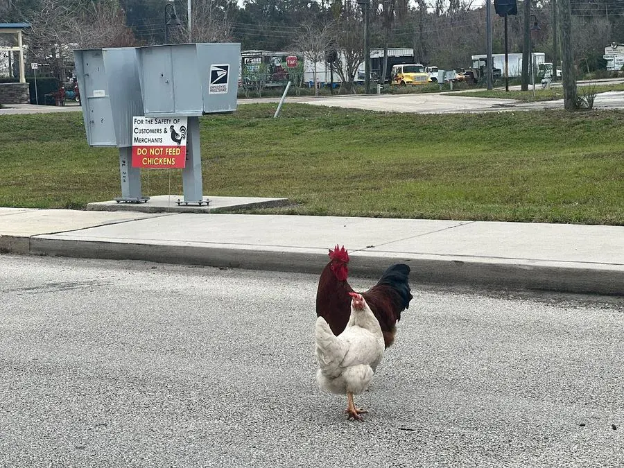 Famous Oviedo chickens downtown Florida landmark